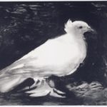 Dove 1949 by Pablo Picasso 1881-1973